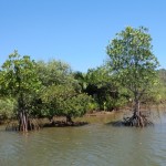 startbild_mangroven_7a001